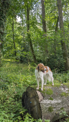 Letisha vom Torfmoorsee